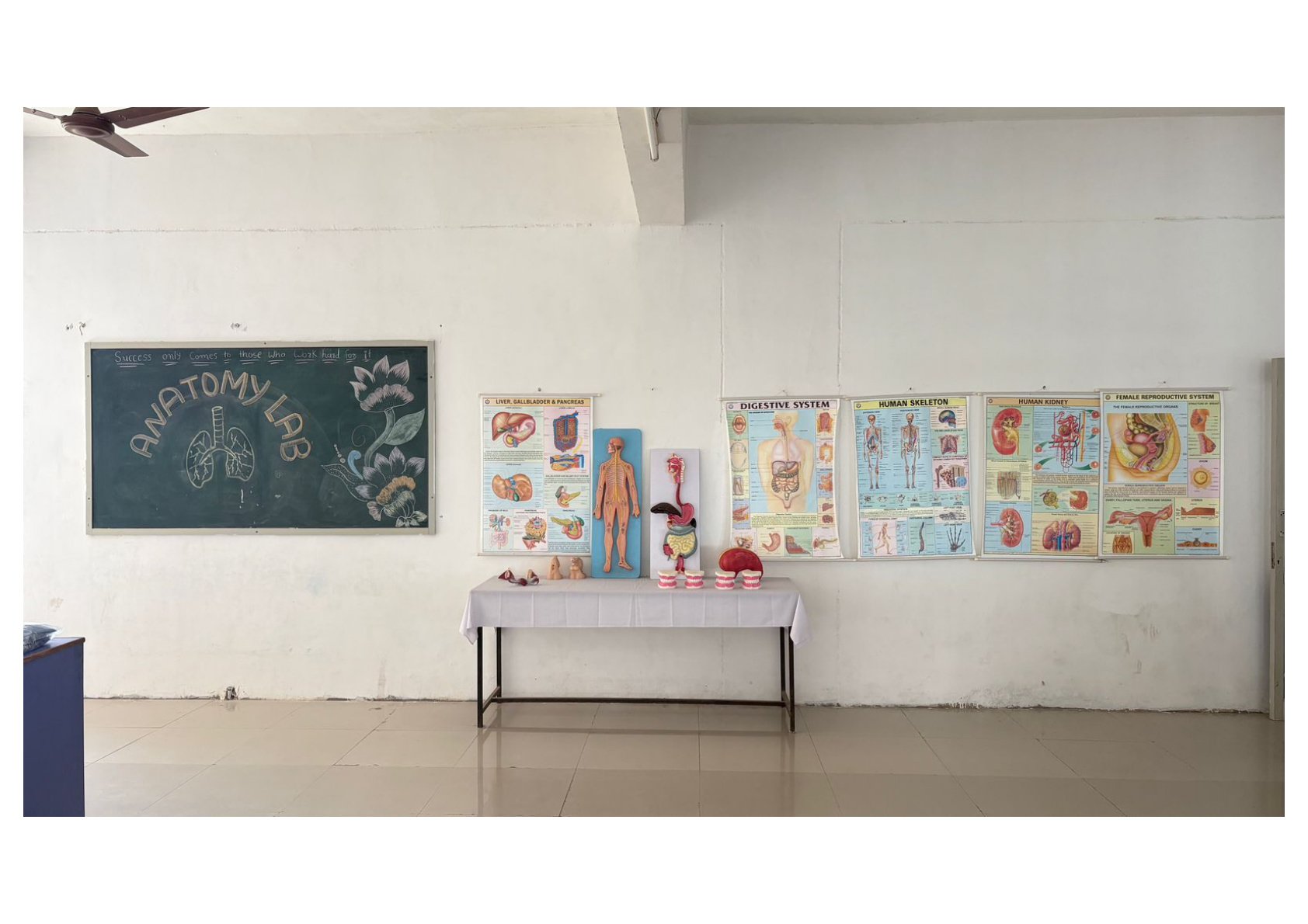 Circulatory System Model