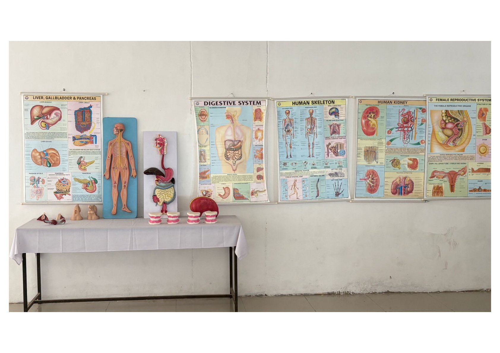 Female Reproductive System