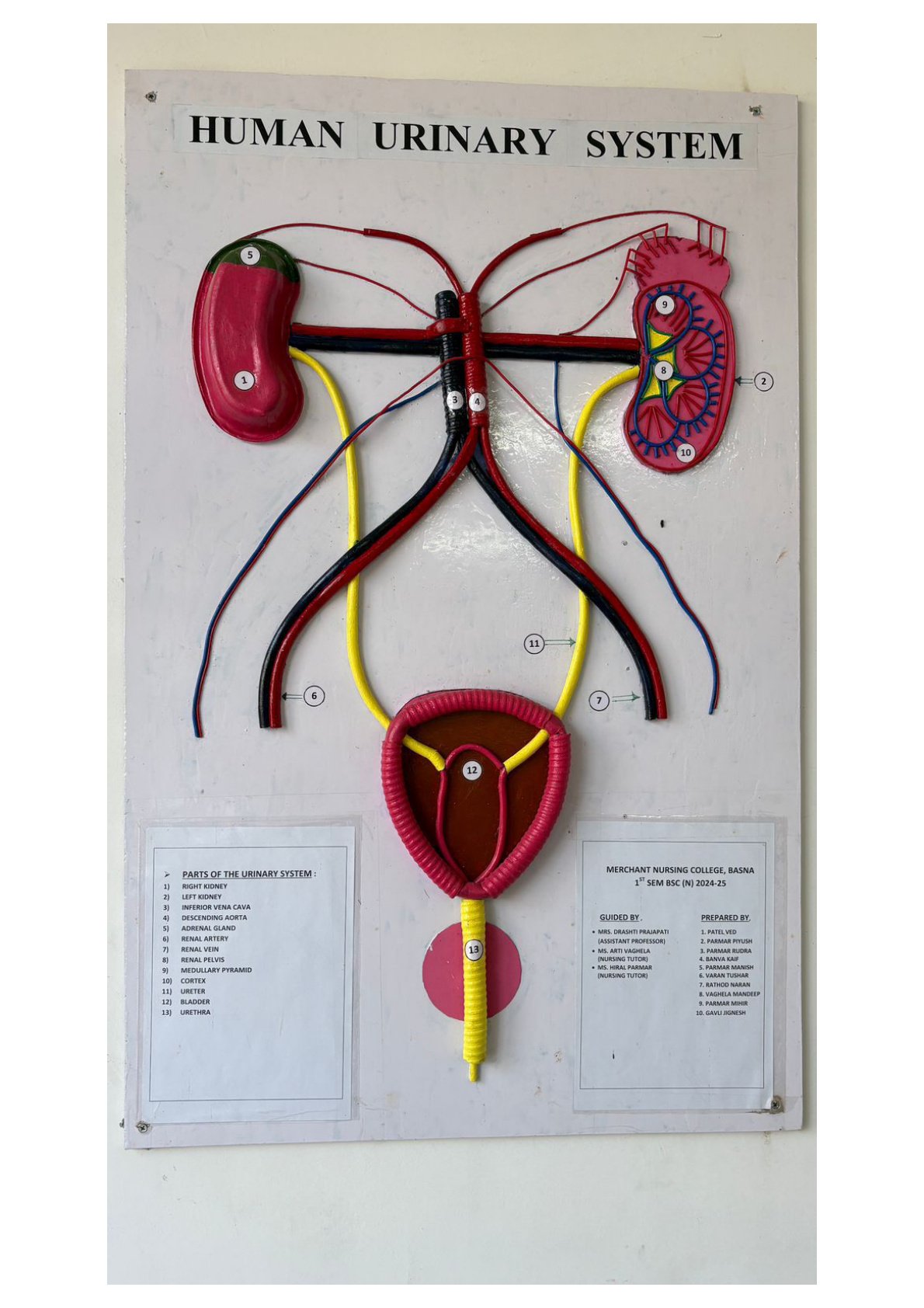 Human Muscle Model