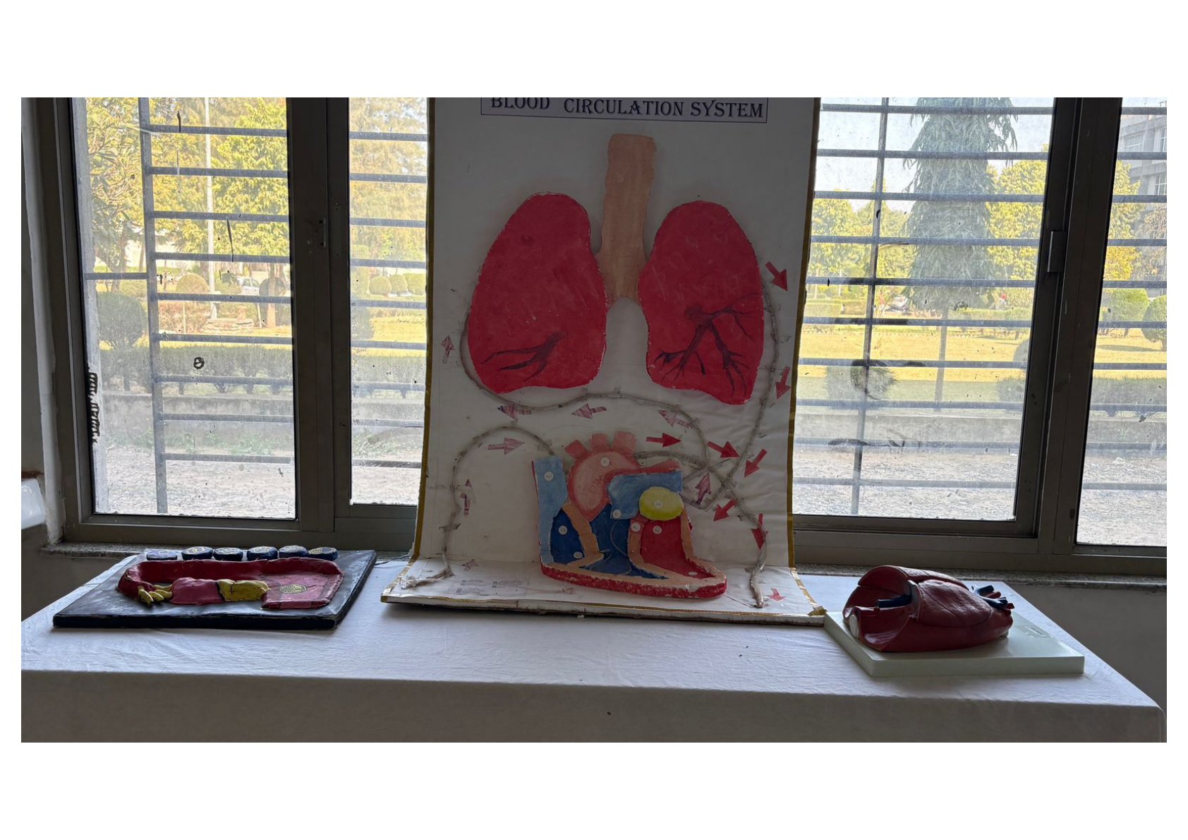 Human Organ Models