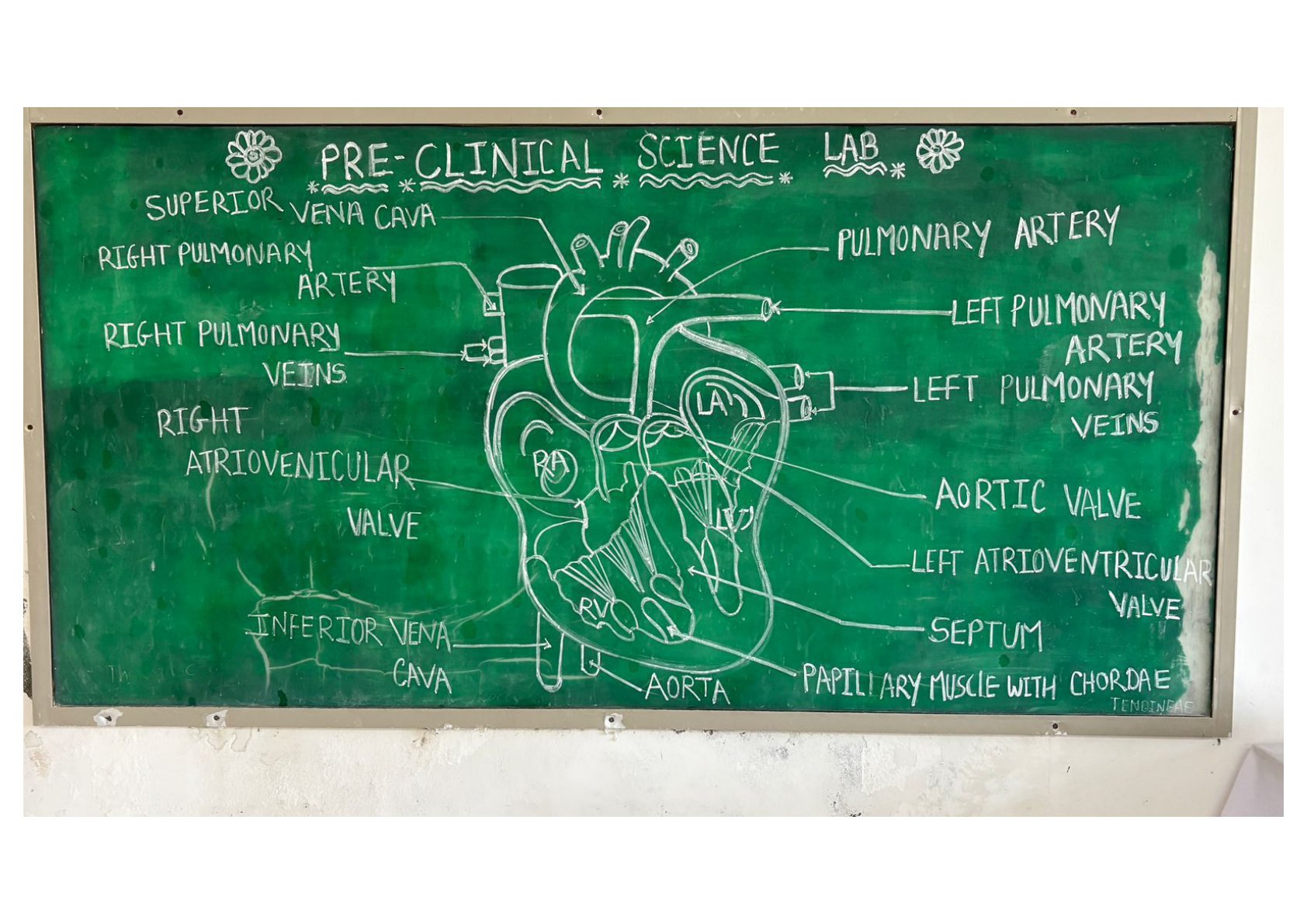Human Urinary System